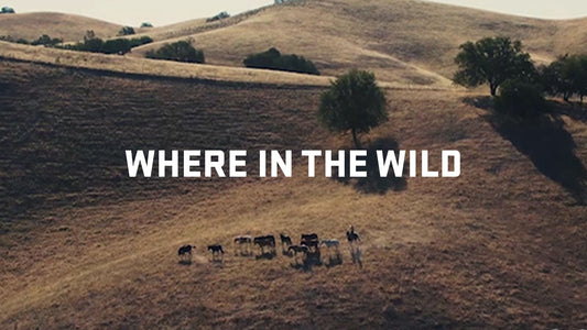 Where In The Wild